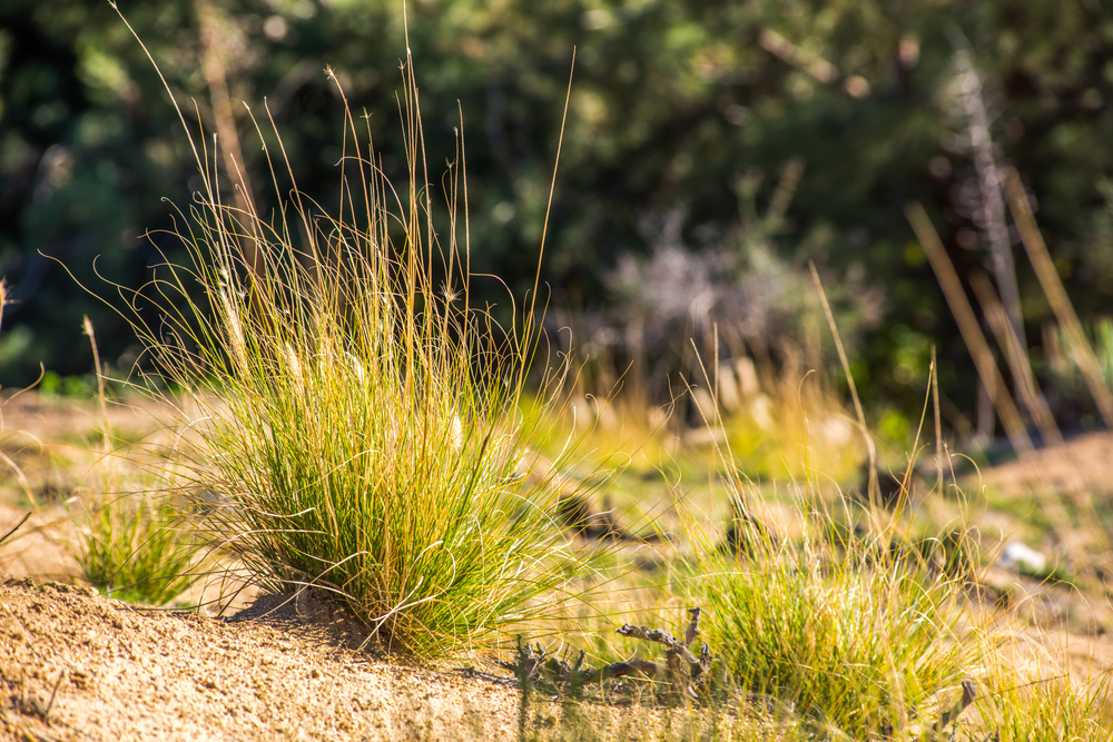 brush abatement