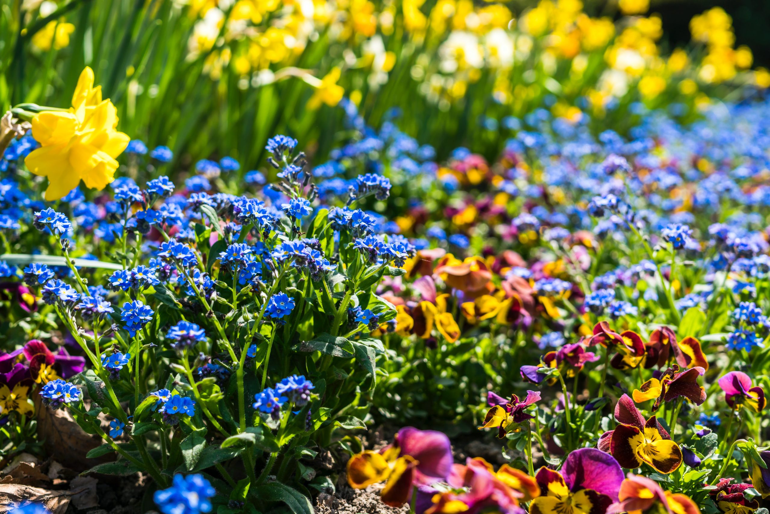 flower bed garden maintenance